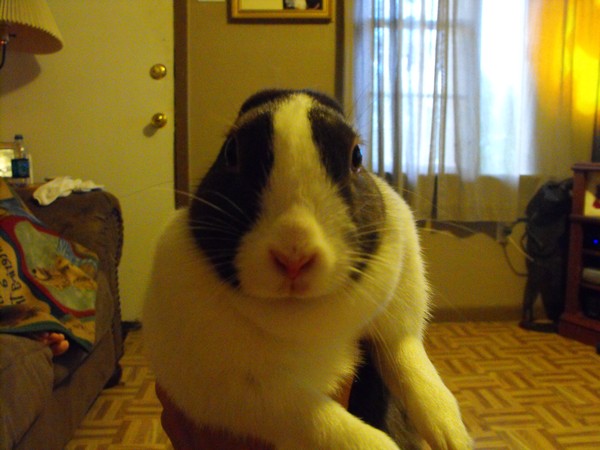 what's up Doc?