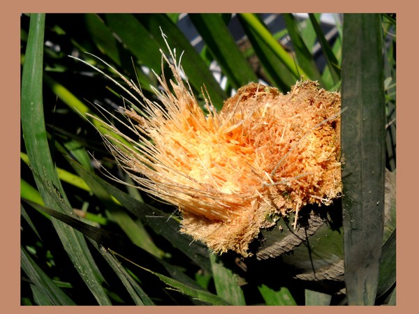 Fibers beauty at Core