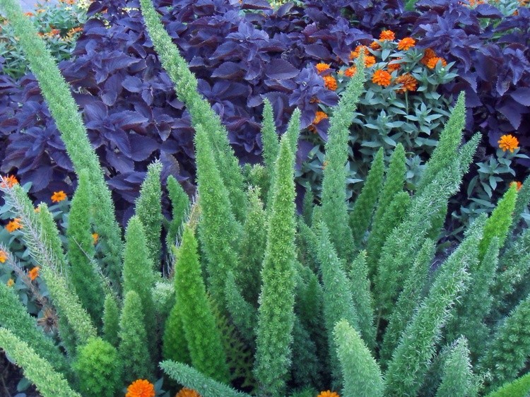 Foxtail Ferns