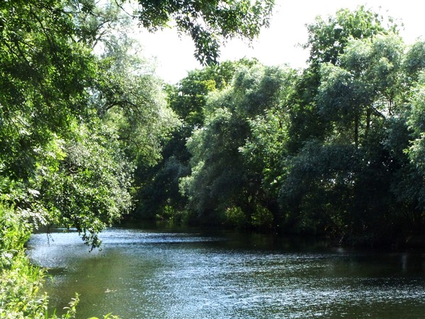 Down By The River