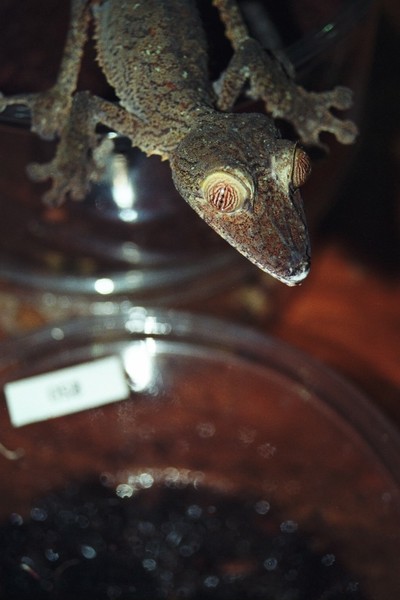 Gecko 1