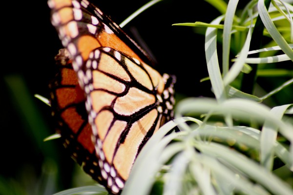 butterfly