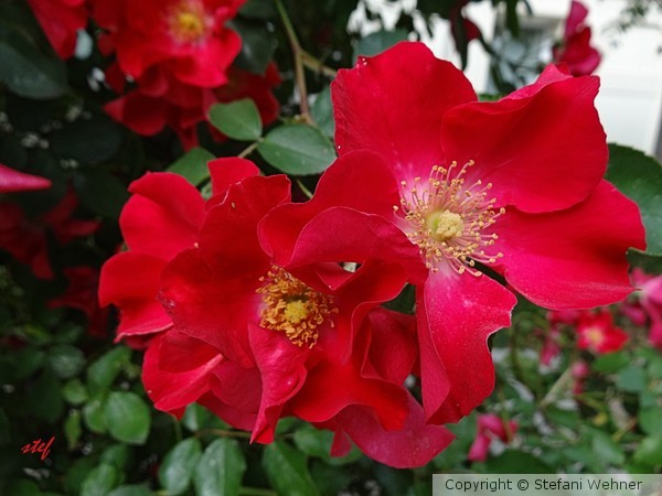 Amazing red