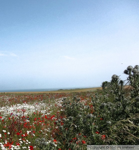 summer meadow by the sea