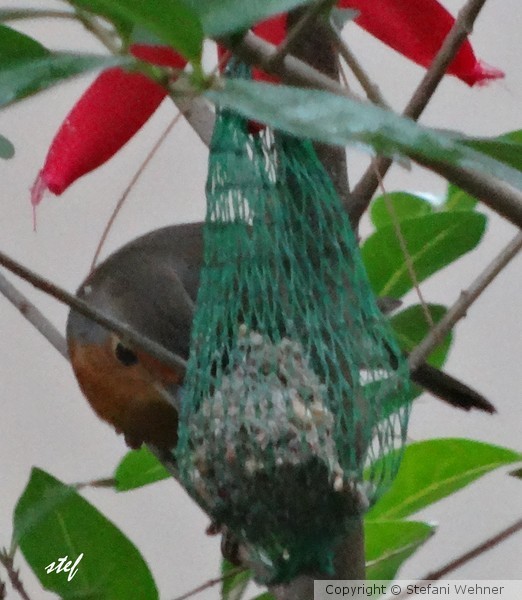 breakfast in the garden