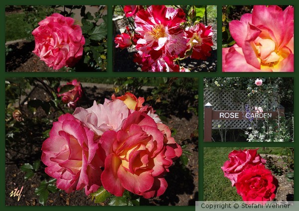 Rose Garden at San Francisco