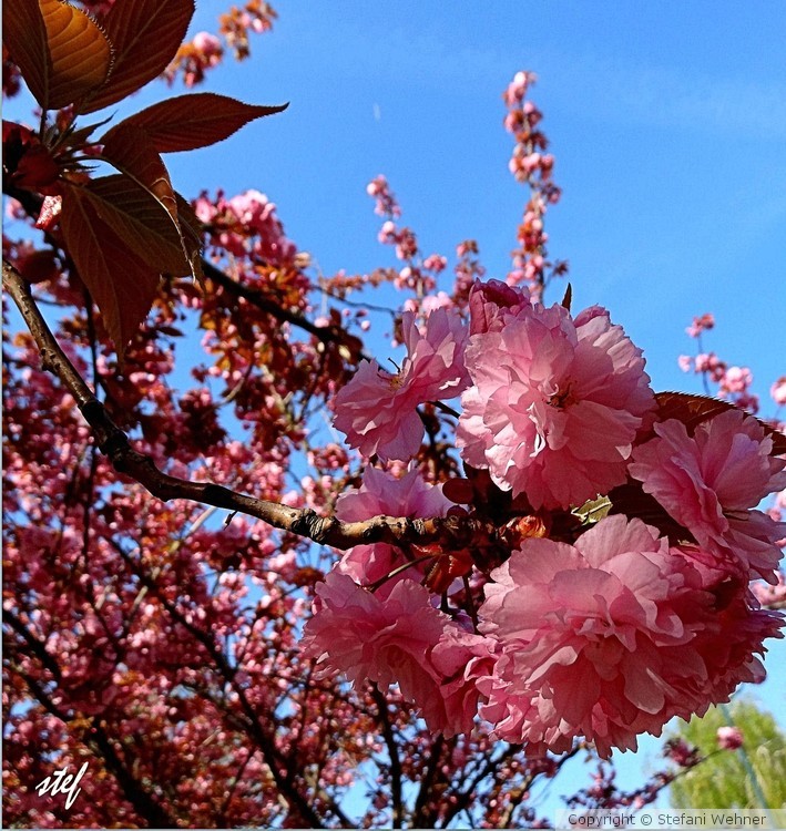 delightful pink