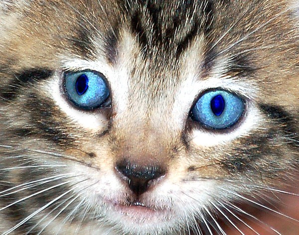 Kitten