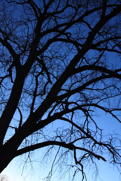 Blue Night