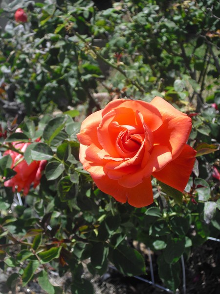 Bright Rose