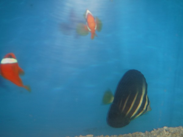 Fishy