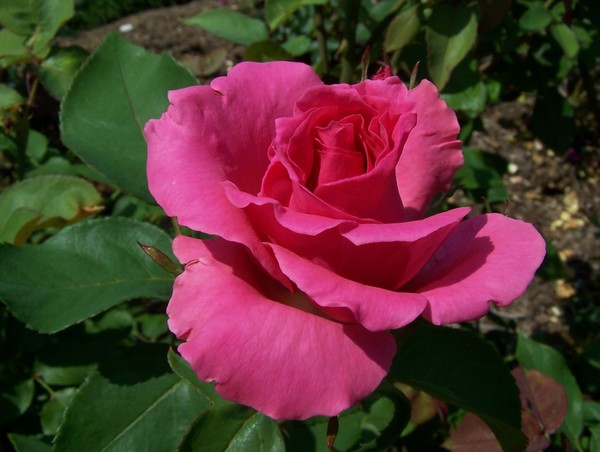 Pinkie