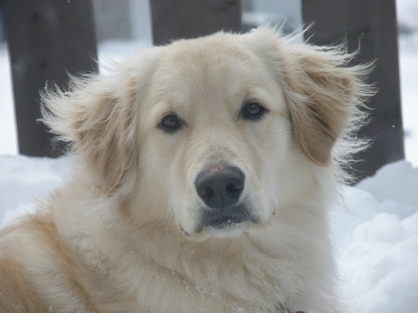 Bosco