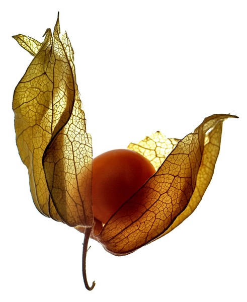 physalis