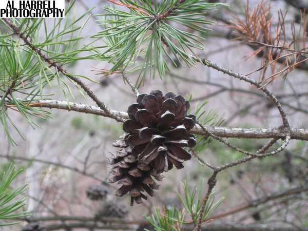 PineCone