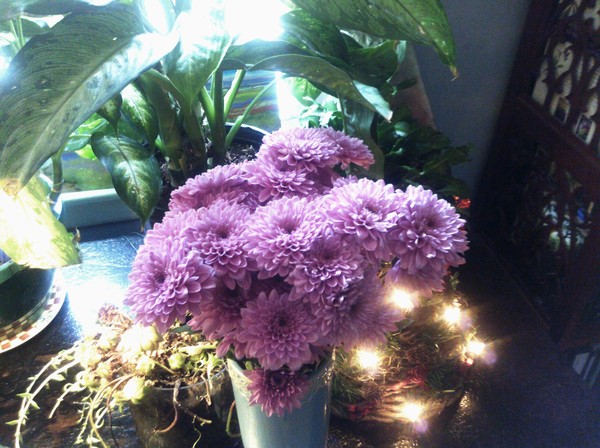 surprise flowers