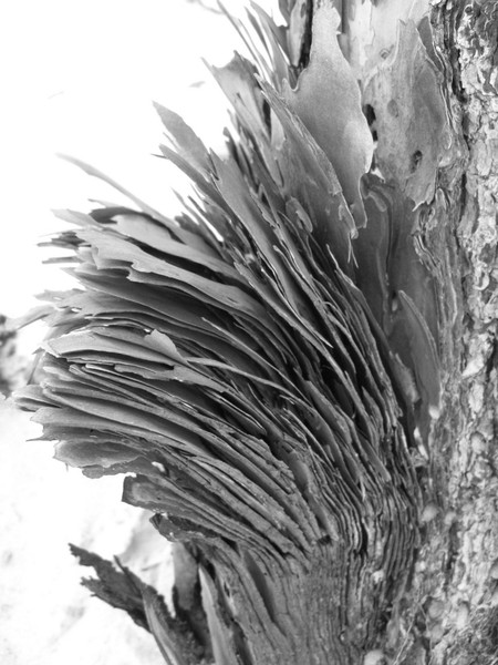 tree bark