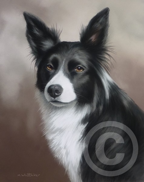 Border Collie