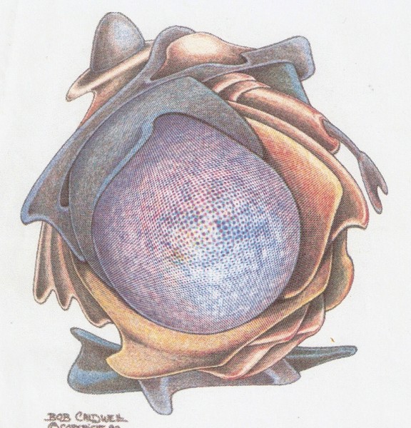 Tulib