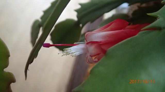 cactus4