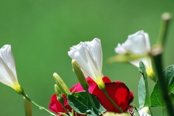 Nikon_07192009_4314