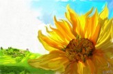 flowers 7