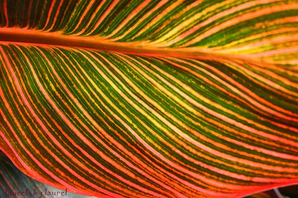 Leaf in Sunlight