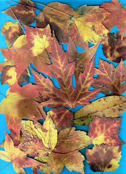 Leaf Collage 7-1-2