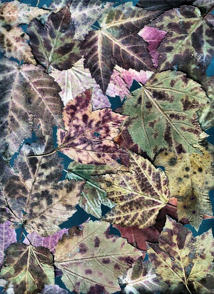Leaves Collage 7 5 4th of 5