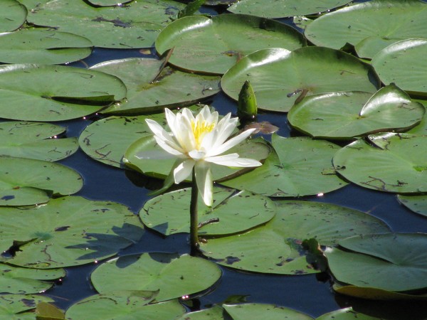 Water Lily