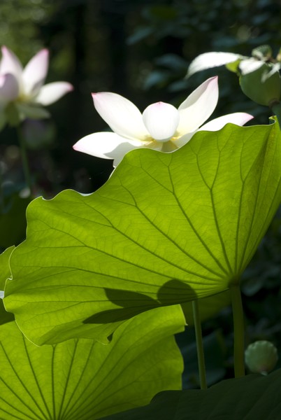 Aquatic Gardens Morning Light