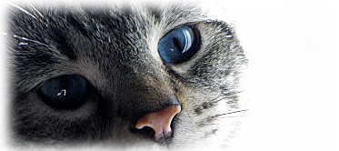 Windows to the Soul