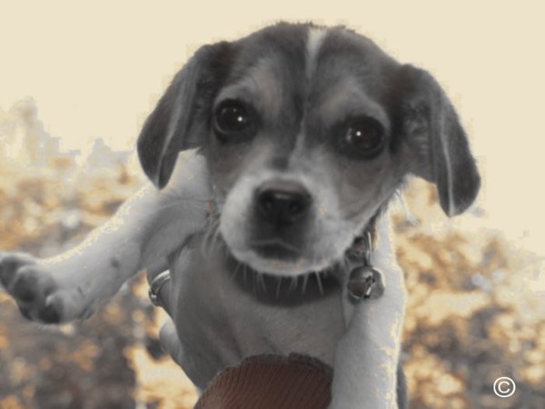 Beagle de poche Montagne-Therrien
