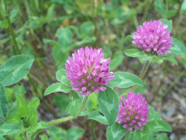 Clover
