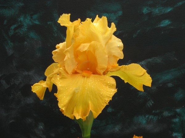 Golden Iris