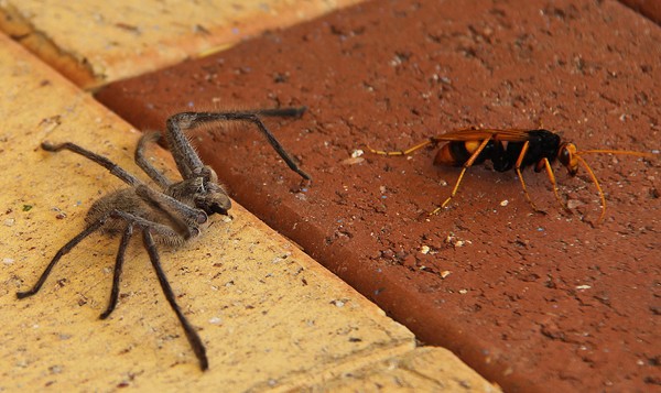 'Fight to the Death' #1 in pictures