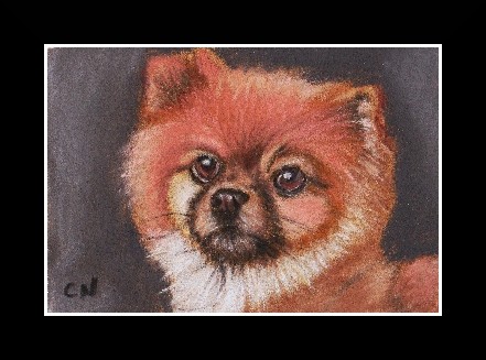 nc art aceo pomeranian dog puppy