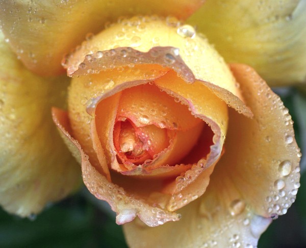 dew in the morning