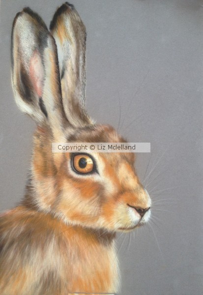 Hare Stare