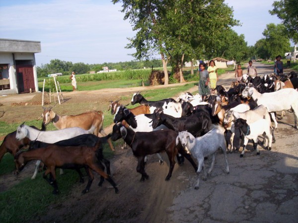 gote