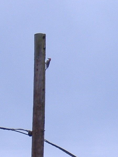 wood pecker