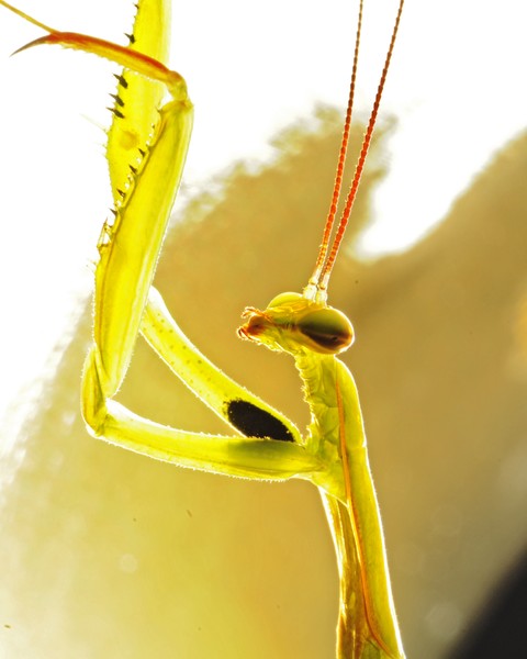 Back lit Mantis
