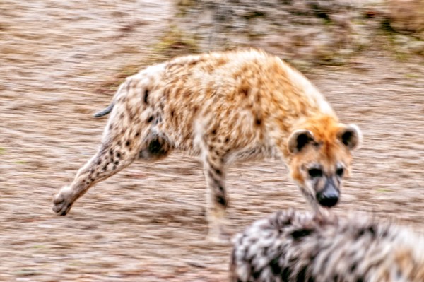 Hyena on the Run