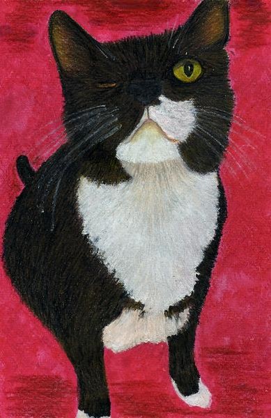 One eyed cat