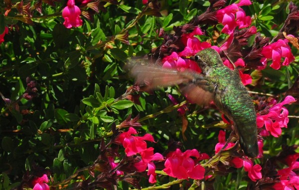 Hummingbird in Flight