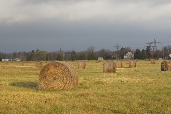 November Field