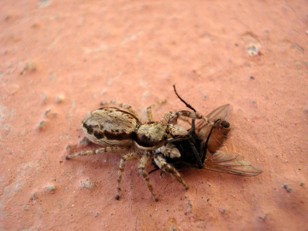 Captured