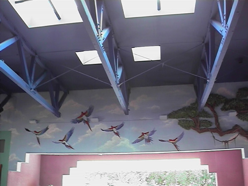 Phoenix Zoo Macaws in Flight
