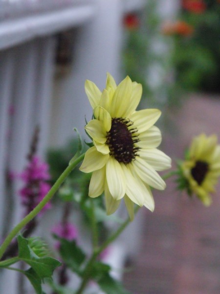 Along the Fence