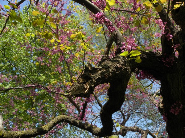 Dragon Tree